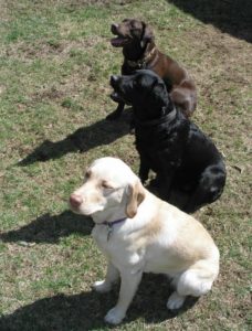 11.3labradorcols