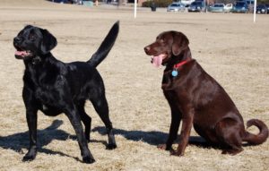 11.Labrador_Retrievers_blackandchocolate