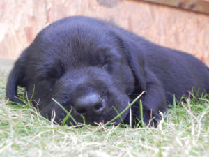 11b.labrador-puppy