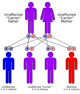 11e.Autorecessive