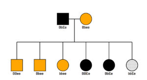 11e.allcolorped