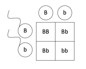 11e.bpedigree