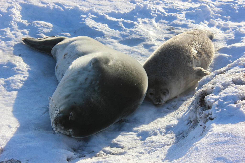 An adult Weddell seal and a pup lie side by side on snowy ground, both resting in the sun.