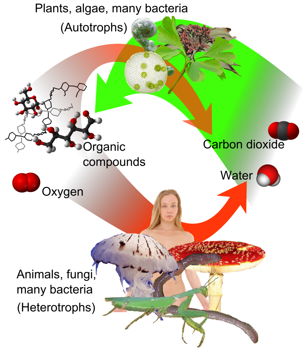 Illustration of a biological cycle with a human, plants, fungi, and molecular structures connected by arrows.