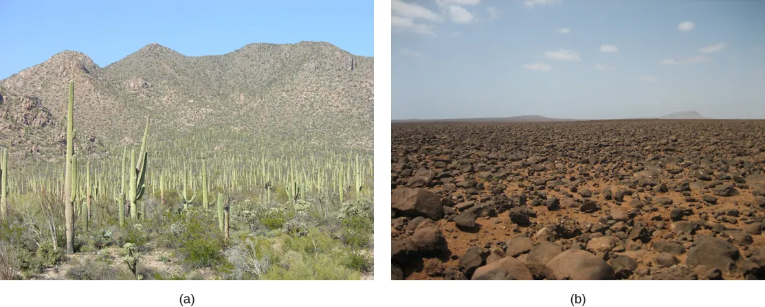 Photos of two distinct desert ecosystems.
