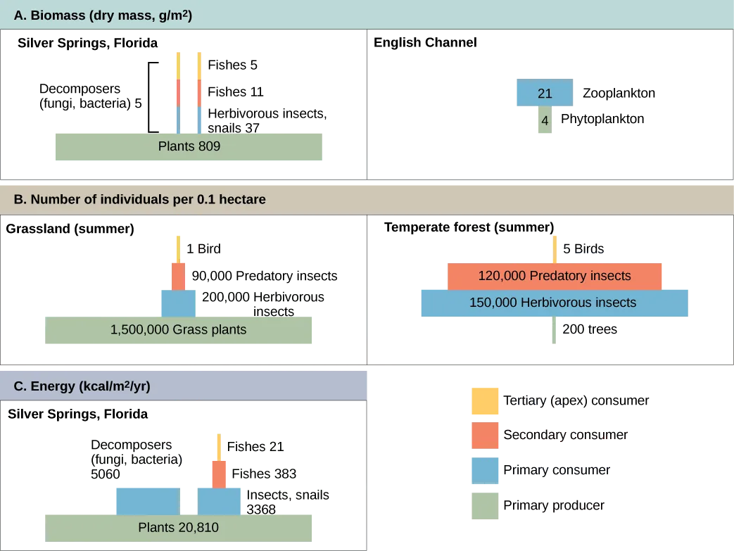 Five different forms of ecological pyramids