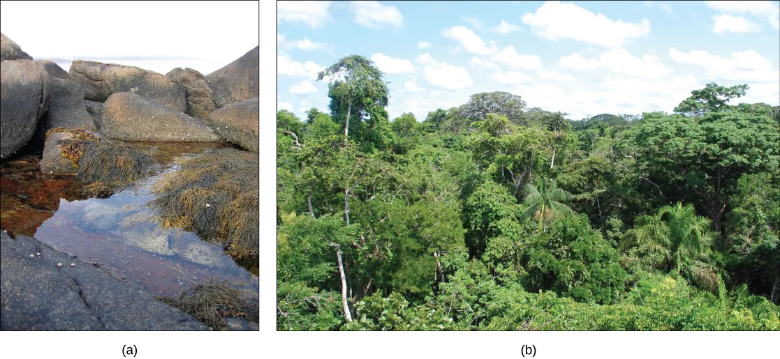 Images of a rocky tidal and Amazon forest ecosystems.
