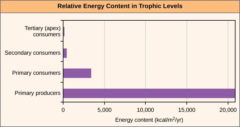 Bar graph showing highest levels of energy in primary producers and progressively less energy in each trophic level.