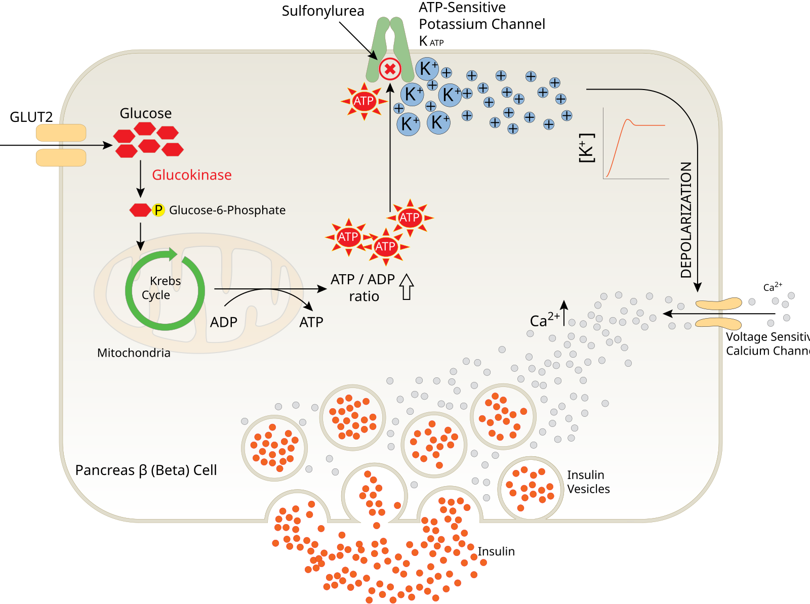 Diagram of insulin release from a pancreatic beta cell, showing glucose metabolism, ATP production, K+ channel interaction, membrane depolarization, and insulin vesicle release.