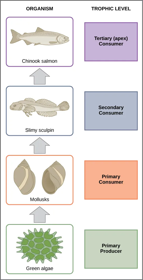 Diagram representing the different trophic levels in a lake.