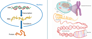 Diagram showing the central dogma of biology (DNA → RNA → protein) and a magnified eukaryotic chromosome showing histones, DNA helix, and base pairs.