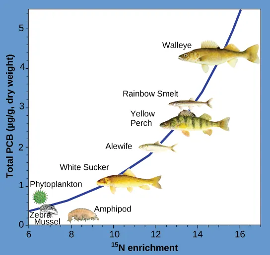 Graph showing the accumulation of PCB in various organisms as a function of nitrogen enrichment