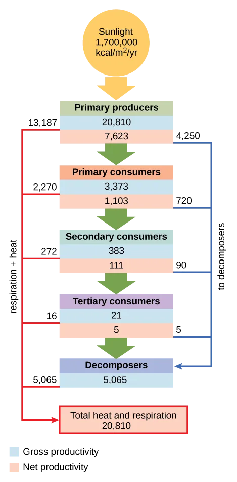 Model of energy flow through an ecosystem accounting for energy losses at every trophic level.