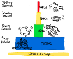 Trophic Levels of Foods