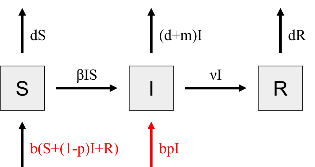 Flow diagram of a compartmental model with compartments S, I, and R, connected by arrows labeled with rates of infection, recovery, and death.