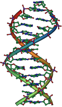 3D representation of a DNA double helix showing intertwined colored strands and connected base pairs.