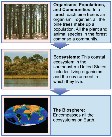 Three sections illustrating ecological concepts: a pine forest, a coastal ecosystem, and a depiction of Earth's biosphere.