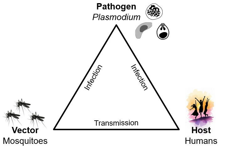 Diagram showing Plasmodium transmission involving mosquitoes and humans, depicted in a triangle.