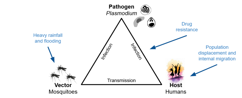 A diagram showing the transmission cycle of the pathogen Plasmodium with influencing factors like rainfall and drug resistance.