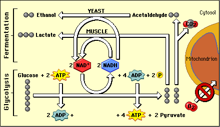 Diagram of glycolysis and fermentation pathways in yeast and muscle cells, showing glucose conversion, ATP production, and fermentation processes.