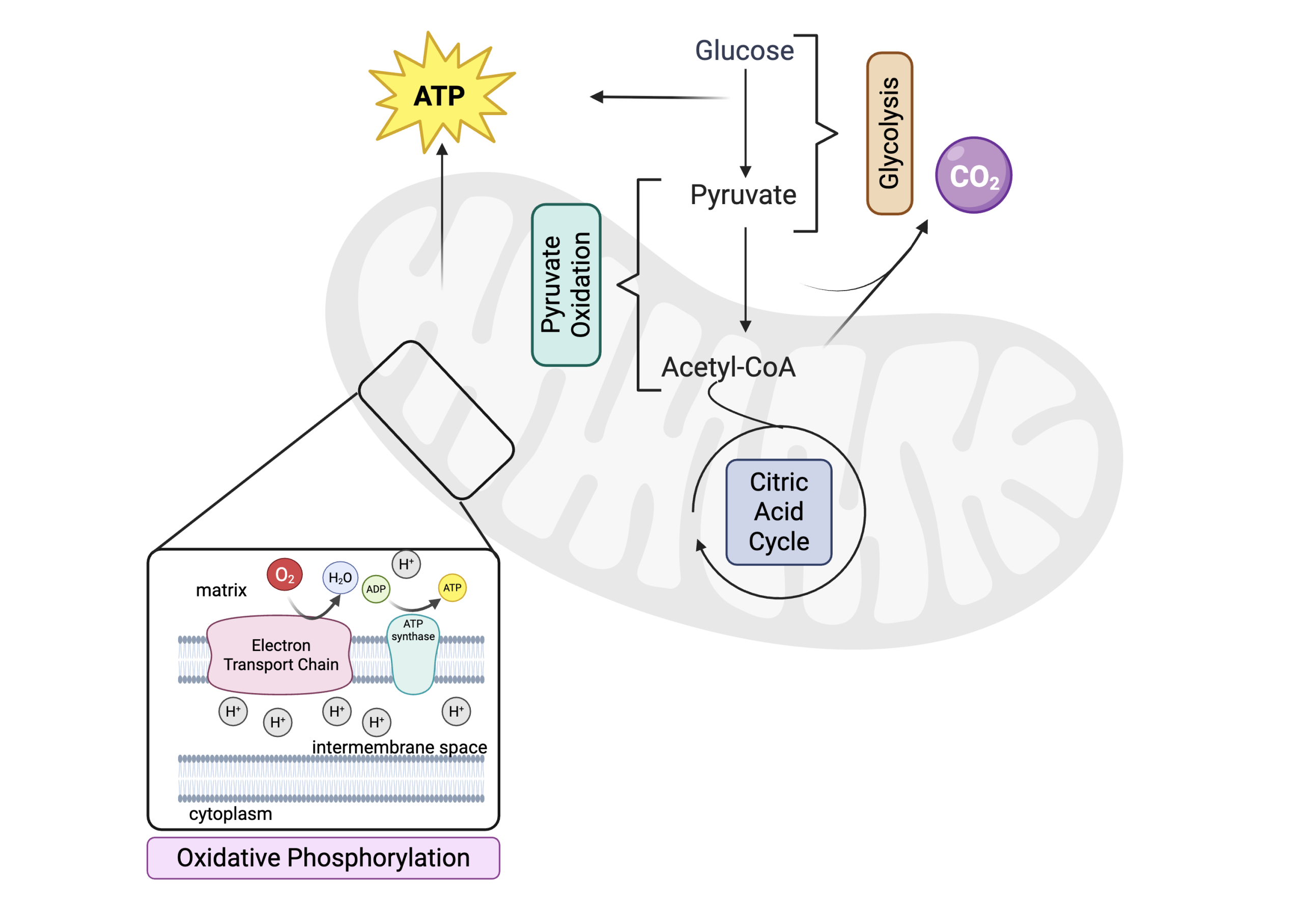 Flowchart of cellular respiration within a mitochondrion, showcasing glycolysis, the citric acid cycle, and oxidative phosphorylation.