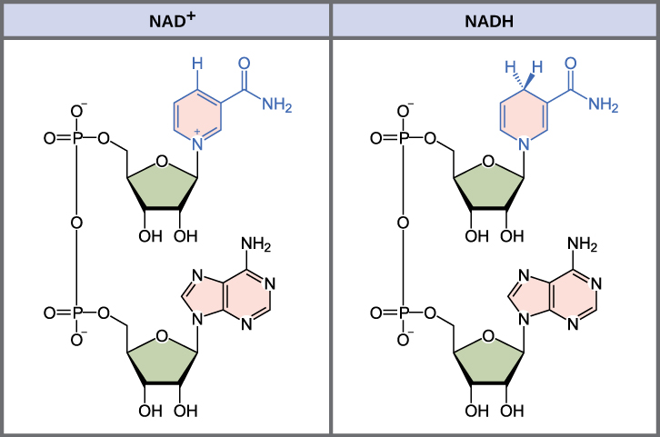 Chemical structures of NAD⁺ and NADH side by side, showing structural differences in the nicotinamide ring.