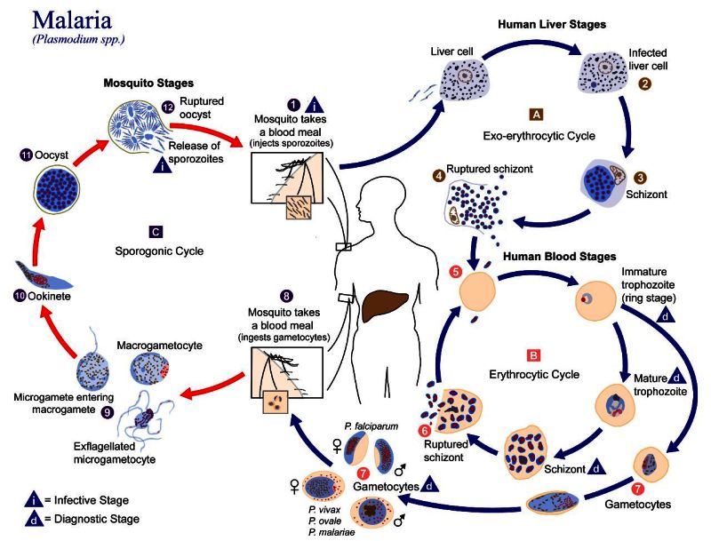 Infographic illustrating the malaria life cycle involving mosquito and human stages.