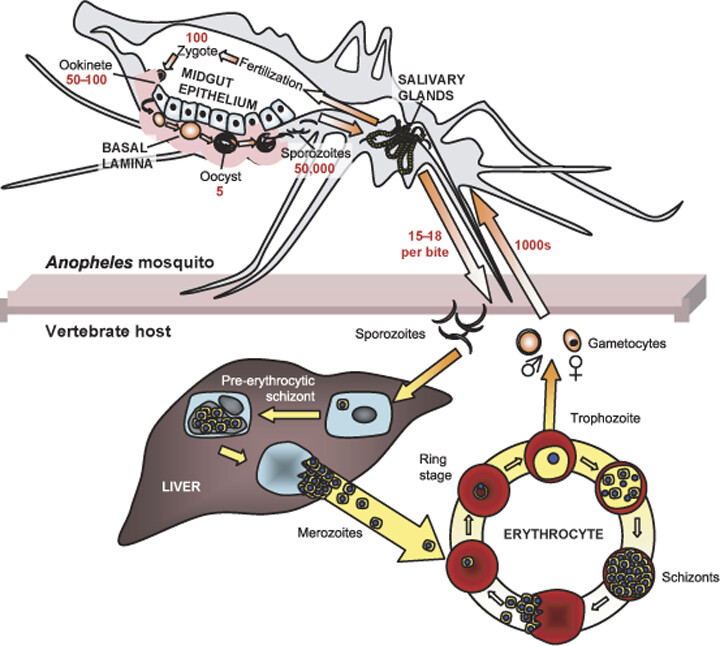 Diagram of the malaria parasite lifecycle in an Anopheles mosquito and vertebrate host.