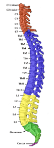 the various sections of a human spine