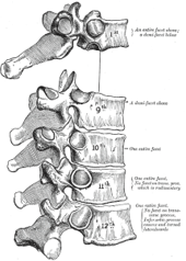 vertebrae in a section of the spine