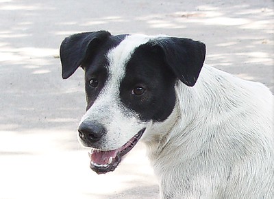 Black and white dog